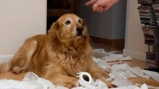 Best Of Funny Guilty Dog || Amazing Collection || Dogs Compilation 2014 [NEW HD]