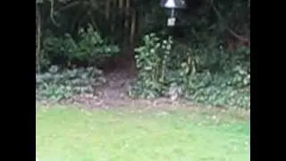 Persistent Squirrel.AVI