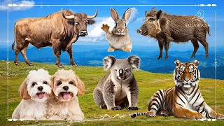 Sound Of Cute Animals, Familiar Animals: Rabbit, Buffalo, Boar, Dog, Koala & Tiger - Happy Farm