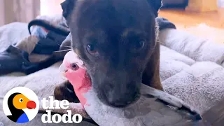 Dog Keeps Hugging His New Parrot Friend | The Dodo