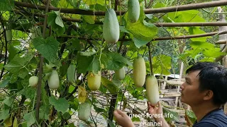 The life of cucumbers from planting to harvesting, Survival Instinct, Wilderness Alone (ep174)