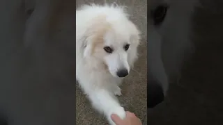 Our Great Pyrenees and his entire repertoire of tricks