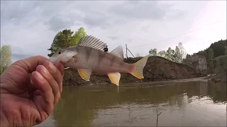 МОРМЫШИНГ И МАХОВАЯ УДОЧКА. С ДОЧКОЙ НА РЫБАЛКУ