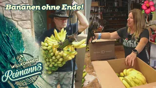 🍌🍌🍌 50 Kilo Bananen aus dem Garten von Konny Island! | Willkommen bei den Reimanns