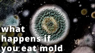 What happens if you accidentally eat mold | Must Watch Before We Late