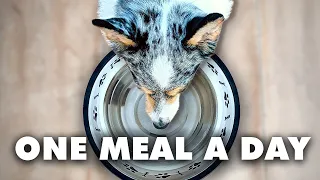 Why One Meal A Day Can Extend Your Dog's Life