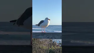 Seagull At Elephant Seal Vista Point