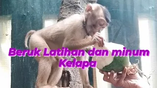 Monyet beruk latihan dan minum air kelapa