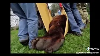 Прикол 2019//Русские вырубили медведя