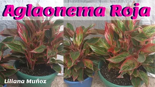 AGLAONEMA ROJA, sustrato y cuidados / Liliana Muñoz