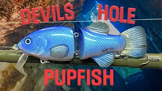 Making the Rarest Fish in the World | Devil's Hole PupFish