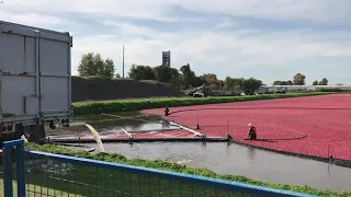 Cranberry Harvesting. #Cranberry #richmond #vancouver #harvesting #canada