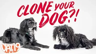 Clone Your Pet as a Stuffed Toy!