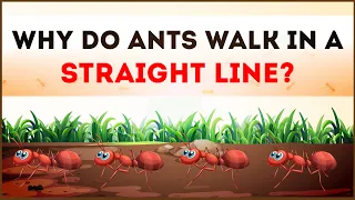 Why do Ants walk in a Straight Line? | Science Curiosity | Letstute