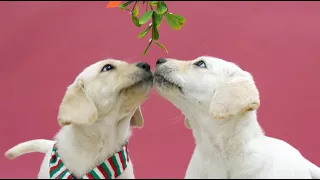 Mistletoe Puppies!