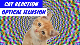 Cats React to Optical Illusion Compilation (2019) | Funny Cats Videos