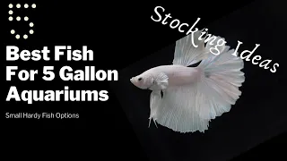 Top 5 Cool Fish For 5 Gallon Aquariums - Stocking and Fish Combination Ideas You Can Copy