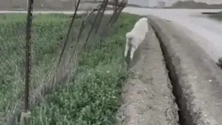 Sheep Gets Stuck Jumps Back in Trench