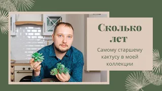 Ферокактус старше меня в два раза. Ferocactus Самый старый кактус в моей коллекции