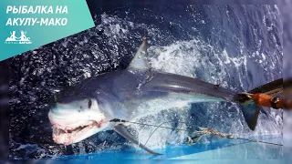 Рыбалка на акулу-мако и рыбу парусника в Мексике