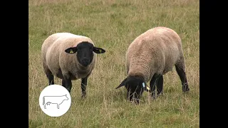 Jaunojo ūkininko patirtis: avininkystė gali būti sėkminga
