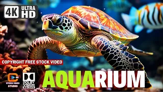 4K Colourful Aquarium: Beautiful Fish & Relaxing Piano Music