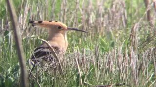 Hoopoe, Shirvan NP, Azerbaijan March 2020