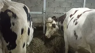 как запустить корову в запуск