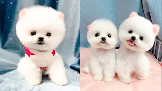 Cute and Funny Pomeranian Videos 165 #Shorts