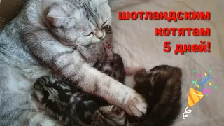 Котята шотландские - 5 дней от рождения.