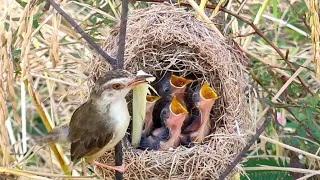 While The Baby is Eating A Big Meal, The Mother Drops Food From The Baby's Mouth