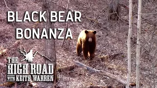 Spring Alberta Bear Hunting - Black Bear Bonanza | The High Road with Keith Warren