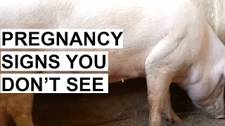 How To Tell If Your Pig Is Pregnant 2024 [SIGNS of Pregnancy In Pigs You Must Know]