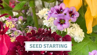 Dahlia Haul, Seed Starting, Seedling Update // Cottoverdi