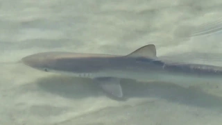 SHARK caught on video Clearwater Beach Florida