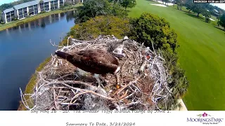 Moorings Park Osprey 28.04.2024 10:52