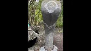 The Largest King Cobra in the World #wildlife #viral #tiktok #animals ＃ヘビ＃ショーツ＃野生動物＃ウイルス性＃ティックトック＃動物