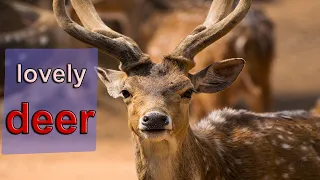 lovely deer