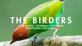 THE BIRDERS  | A Melodic Journey through Northern Colombia