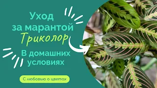 🍃МАРАНТА ТРИКОЛОР🍃Уход и содержание в домашних условиях‼️