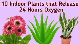 10 Indoor Plants that Release Oxygen at Night