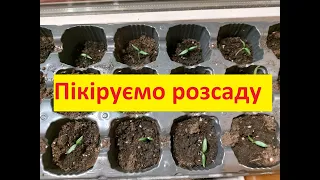 Пікірування розсади