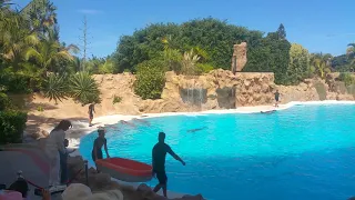 LORO PARQUE Dolphins show february 2019 Puerto de la Cruz Tenerife