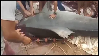 Поймали ту самую акулу в Хургаде