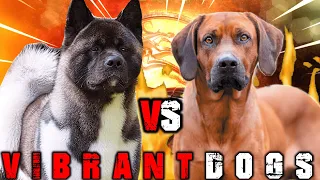 American Akita vs Rhodesian Ridgeback | Rhodesian Ridgeback vs American Akita | Billa Boyka |