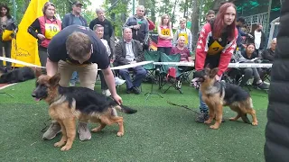 Монопородная выставка немецкой овчарки  .Бишкек.24.04.22. Суки.класс беби.