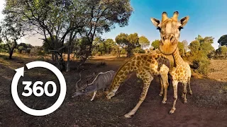 The Fight to Save Threatened Species (360 Video)