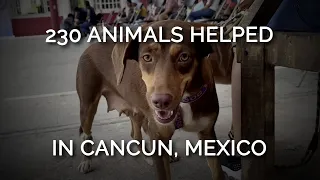 PETA Helps Animals in Cancún, Mexico