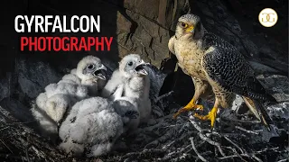 3 DAYS OF GYRFALCON PHOTOGRAPHY - A hike takes a surprising turn