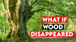 WHAT IF :: Wood Disappeared?